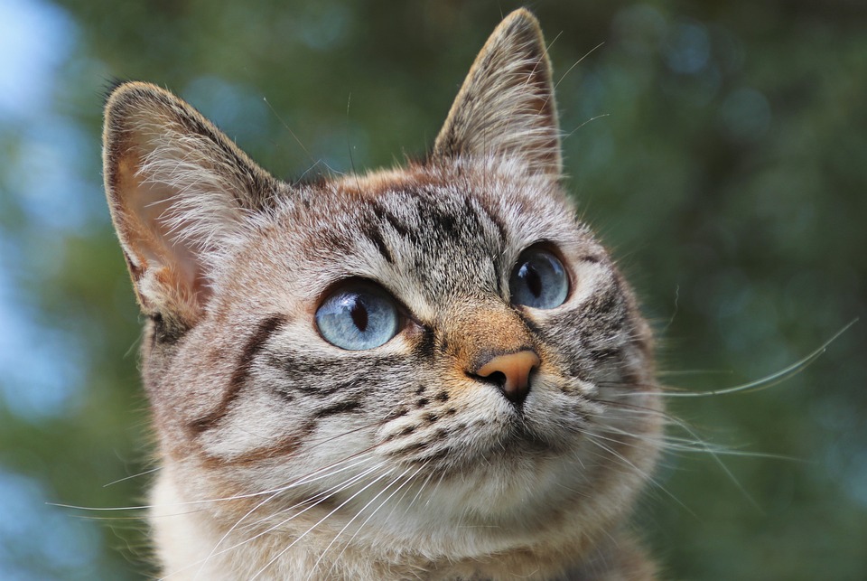 Ultimate Guide to Cat Ear Cleaning: Tips for Keeping Your Feline’s Ears Healthy and Clean